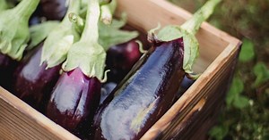 Aubergines : l'astuce toute bête pour les faire cuire (sans abuser de l'huile d'olive)