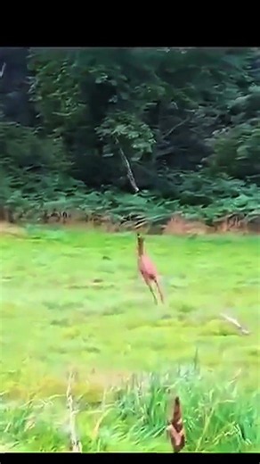 Totally perfect and sure shot. #hunting #deer #chasse #caccia #wildlife #fox #foxhunting #deerhunt