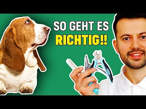 Krallen schneiden beim Hund (Tierarzt klärt auf)