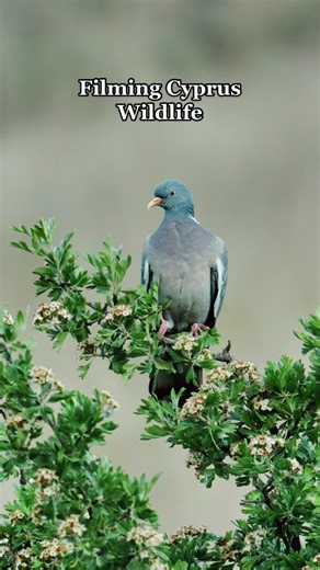 Michael Mavris (@mavris)’s videos with Birds Sound - Calming Bird Sounds