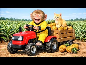 Monkey Drives Tractor to Harvest Pineapples & Rescue a Kitten! | Monkey Farm Work