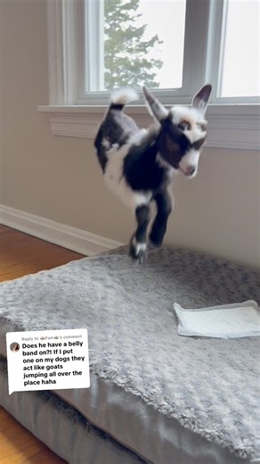 240K views · 5.9K reactions | A look back at Baby Goat, Mr. Pickles, Jumping Around. He used to jump around like that regardless of if he had the diaper on or not I prefer the diaper version bc it meant I didn’t have to hover around him making sure he didn’t tinkle on anything 藍 #goats #nigeriandwarfgoats | Kids On Kerth | Facebook