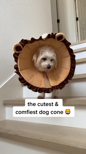 DIY Dog Cone: Cutest Cone of Shame for a Comfy and Happy Pup!