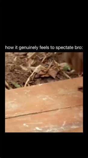 Memedev on Instagram: "😭 “Spectating, bro” is casual slang that means watching something happen instead of being involved in it. It’s usually said jokingly or dismissively, like when someone is just standing back, watching drama, an argument, a game, or a situation unfold without taking part. It can also imply staying neutral or minding your own business while things go down."