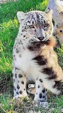 Why does the snow leopard carry its tail in its mouth? 🐆
