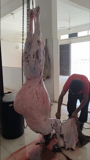Best video of camel cutting skill#amazing#animals #camel#processing#work #viralvideo 🖐️