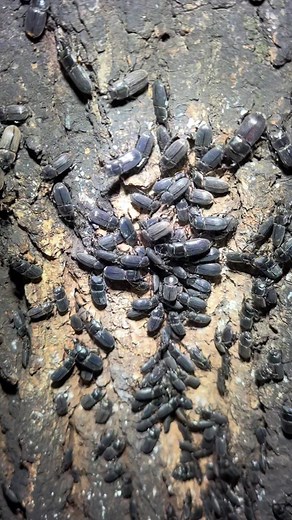クワガタ昆虫採集と飼育の最新情報