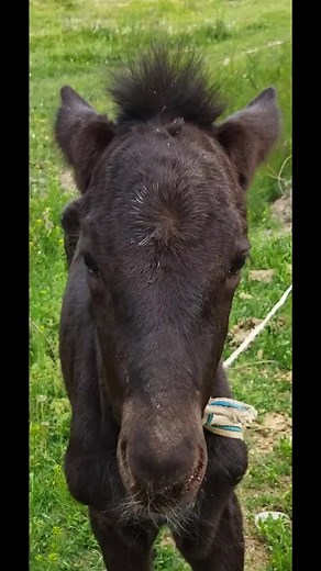 #рекамендации #врек #көкпар♥️🇰🇿💪