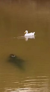 A peaceful duck paddling in murky African water has no idea a crocodile is silently approaching from below. Just as the predator lunges with jaws open, something massive erupts from the depths. What happened next shocked the cameraman? | Instant Karma in Nature