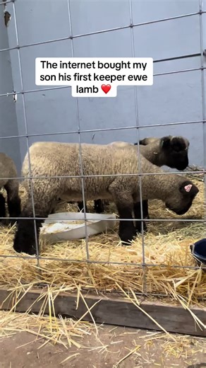 FailingFullCircle (@failing_full_circle)’s video of Lamb