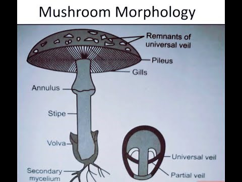 #Typical parts of mushroom# 🍄🍄# mushroom morphology#@nkit@