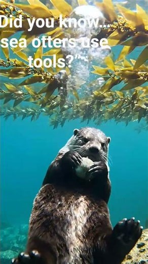 Sea otters use rocks as tools while floating! 🦦 Nature’s clever swimmers.
