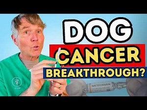 Dog Cancer Breakthrough? Ivermectin + Metformin Study Explained