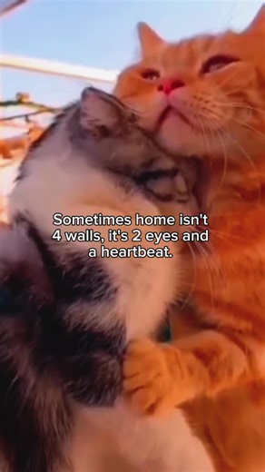 15K views · 300 reactions | Home is not built with bricks and walls — it's found in the gaze of your Twin Flame, in the rhythm of their heartbeat calling you back to love. #twinflame #twinflames #truelove #romance #relationships #twinflamelove #twinflameunion | Twin Flames Universe | Facebook