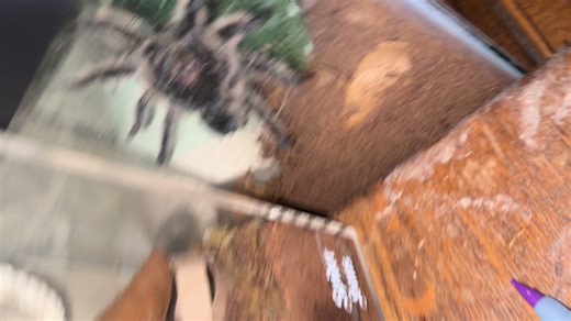 Curly Hair Tarantula: A Love Story