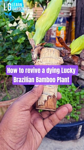 How to revive a dying Lucky Brazilian Bamboo Plant #bambooplants