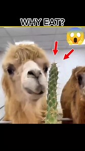 Camel Cactus Eating 🤯 #facts#facts💯 | FactoXic