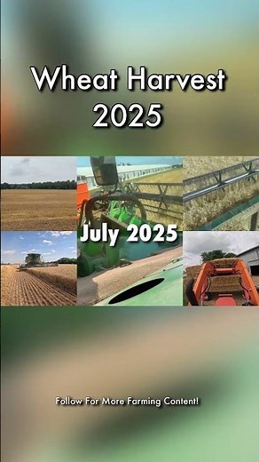 Wheat Harvest 2025🌾 - FULL VIDEO ON CHANNEL!