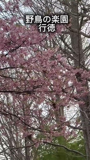 野鳥観察公園には色々な種類の鳥がいるらしい☺️鳥にあまり詳しくないので、今日、出会えた鳥の名前わからないけど😅鳴き声に癒された！#野鳥#野鳥観察 #散歩#行徳#野鳥観察舎