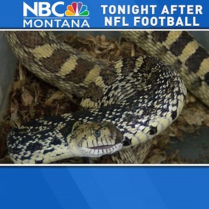 13K views · 38 reactions | MONTANA MOMENT:  Meet the man on a mission to save Montana’s native and non-native reptiles. Tonight, after NBC Sunday Night Football. Watch all over our Montana Moments here: https://nbcmontana.com/news/montana-moment | NBC Montana | Facebook