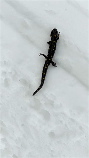 Can it be? An ectotherm out for a winter walk? In fact it is! This Spotted Salamander was "spotted" out for a stroll on the snow by a keen-eyed cross-country skier last week. If you’ve been following along with our recent posts, you might remember us talking about brumation. It's the winter survival strategy reptiles and amphibians use by lowering their metabolism and activity level. So what was this salamander doing out and about? It’s hard to say for certain, but our herpetologist suggests it