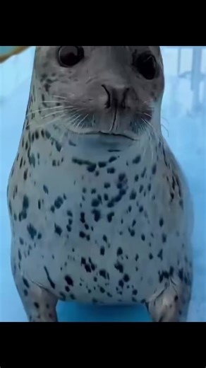 Funny Dancing Seal Moments That Will Make You Smile