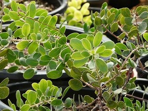 Arctostaphylos rudis - Alchetron, The Free Social Encyclopedia
