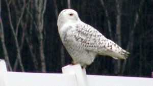 Biggest day of the birder's year is Sunday