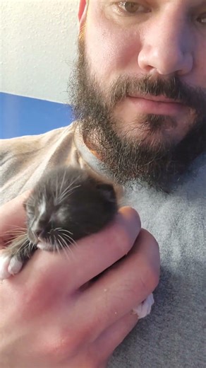 This tiny kitten's eyes haven't opened yet #adorable #animals