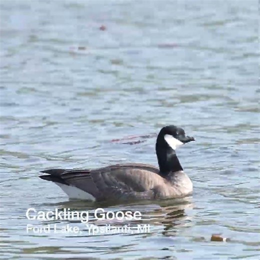 20260426 cackling goose ford lake ytsh