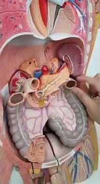 Practical Anatomy - Immunity, Blood & Lymphatics Module - Video 1