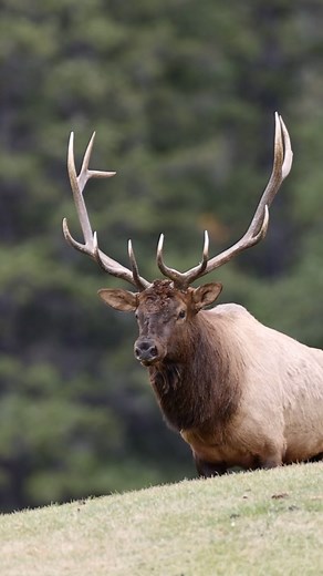 17K views · 322 reactions | A beautiful bull elk in the Canadian Rockies #elk #bullelk #wildlifephotogaphy #wildlife #alberta #albertawildlife #banffnationalpark #albertacanada | Mark Bouldoukian Photography | Facebook