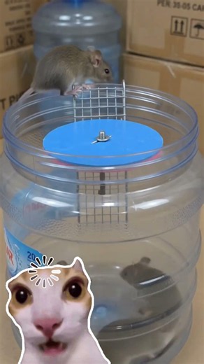Best DIY Mouse Toys At Home! 🐭 Easy & Cheap Rat & Mouse Toys#mousetoys