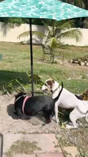 Crazy Dogs playing in my boyfriend Johnnys yard.