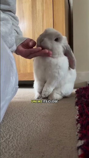 The American Fuzzy Lop Was Created by Accident #rabbit #rabbits #fuzzylop