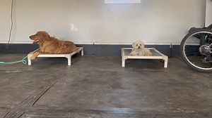 13 reactions | Gracie and Doc Gracie got lots of help from doc who loves place Letting her know Just chill girlfriend | Imprinted Paws | Facebook