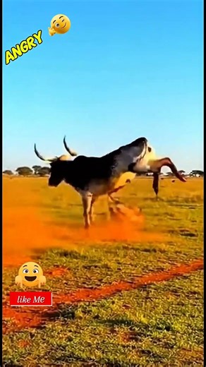 Lion gets absolutely wrecked by angry buffalo #animalfight #predator #shorts