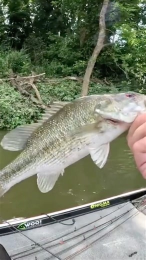 Pirate fish #bassfishing #fishing