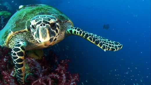 258K views · 2.7K reactions | This footage of a glowing hawksbill sea...