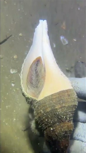 Fishing at the bottom of the sea v1 😯😨