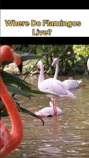 ⭐ Where Do Flamingos REALLY Live?