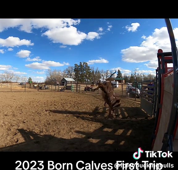 Always good to look back and see the progression in the program your trying to build. #FBB #buckingbulls #abbi #foryoupage #bucking #canada #FYP #foleybuckingbulls