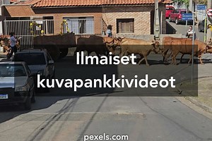 Parhaat videot aiheesta Parittelevat Eläimet
