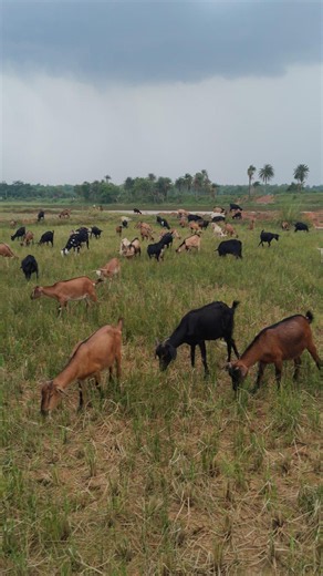 Goats couldn't go to the Forest to Graze because it Rained Today🐐🌿🌧️ || #goat #shorts #animals #Reel