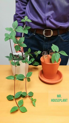 14K views · 279 reactions | How to propagate Peperomia Puteolata...