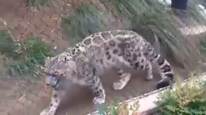 Funny tiger playing with ball