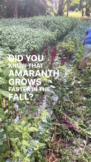 I have a love hate relationship with Amaranth…! Comment APP and I’ll DM the link to get my shopping show APP to see this harvest that is huge!!! Fridays at 12noon ET I stream a live show inside my APP. The whole drive behind this show was to feature my weekly harvest from the farm. This week’s show is all about Cosmos and why they are so great for fall harvests—but we have some harvest bombs… I went out and clean cut a lot of the crops last night that had big heads with big rain on the way. I kn