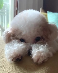 😍😍😍 | Puppies Club