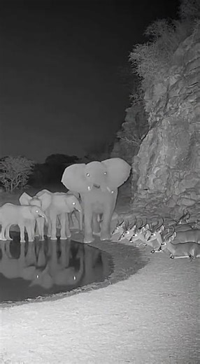 An Elephant's Sixth Sense Saved an Entire Herd from a Deadly Rockslide.