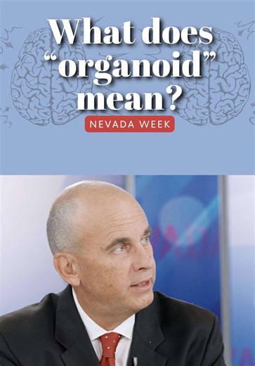 “Organoid” is a funny word. But what does it actually mean? Jeff Kinney, Chair of Brain Health in UNLV’s Department of Health, explains it on Nevada Week with host Amber Renee Dixon.
